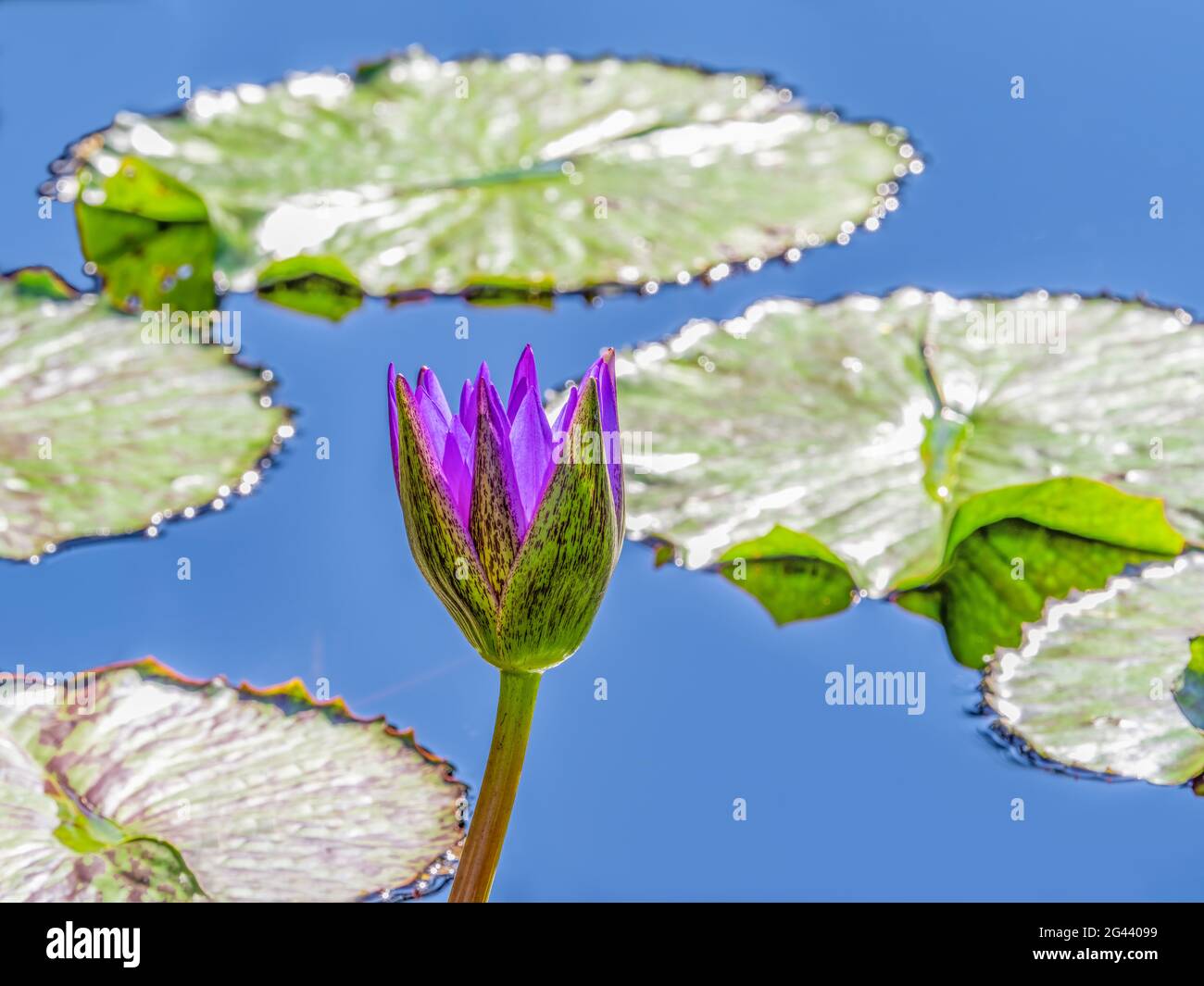 Porpora fiore giglio d'acqua galleggianti su acqua in stagno Foto Stock