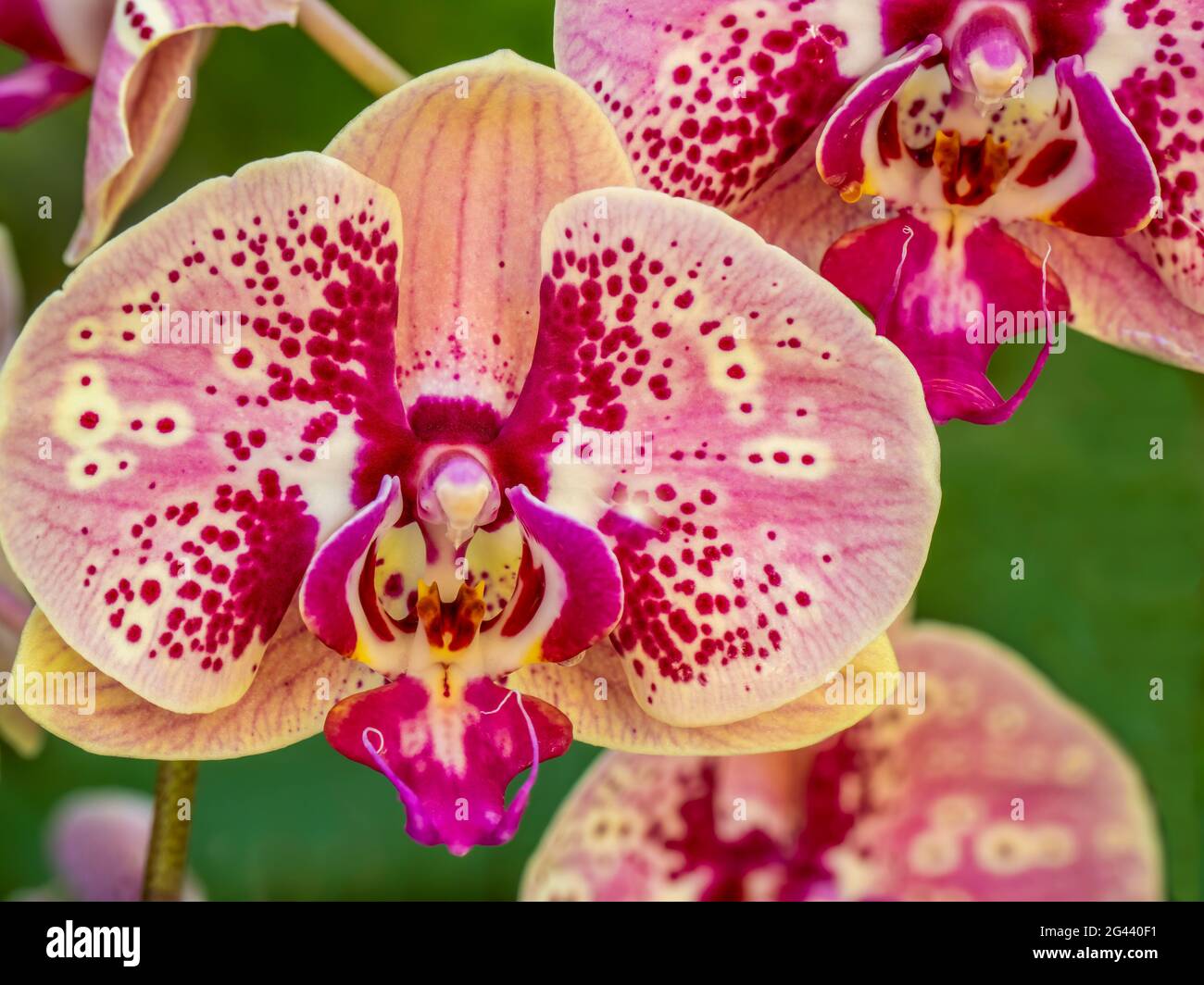 Primo piano di orchidee rosa Foto Stock