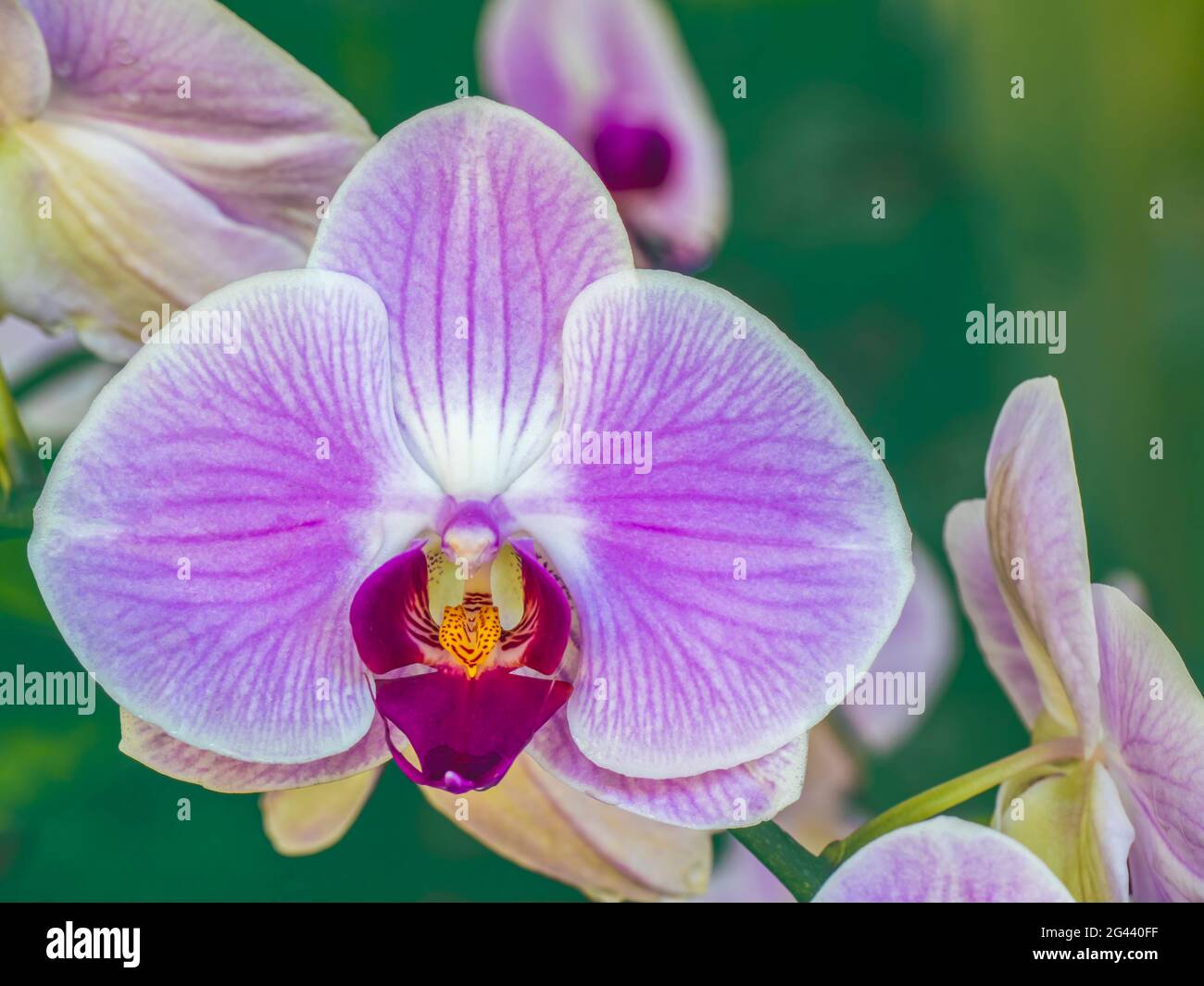 Close-up di orchidee viola Foto Stock