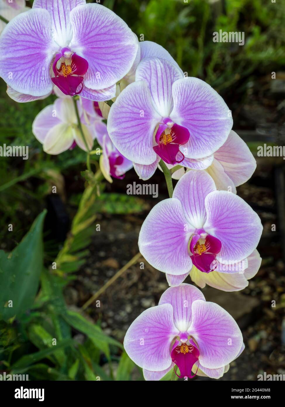 Close-up di orchidee viola Foto Stock