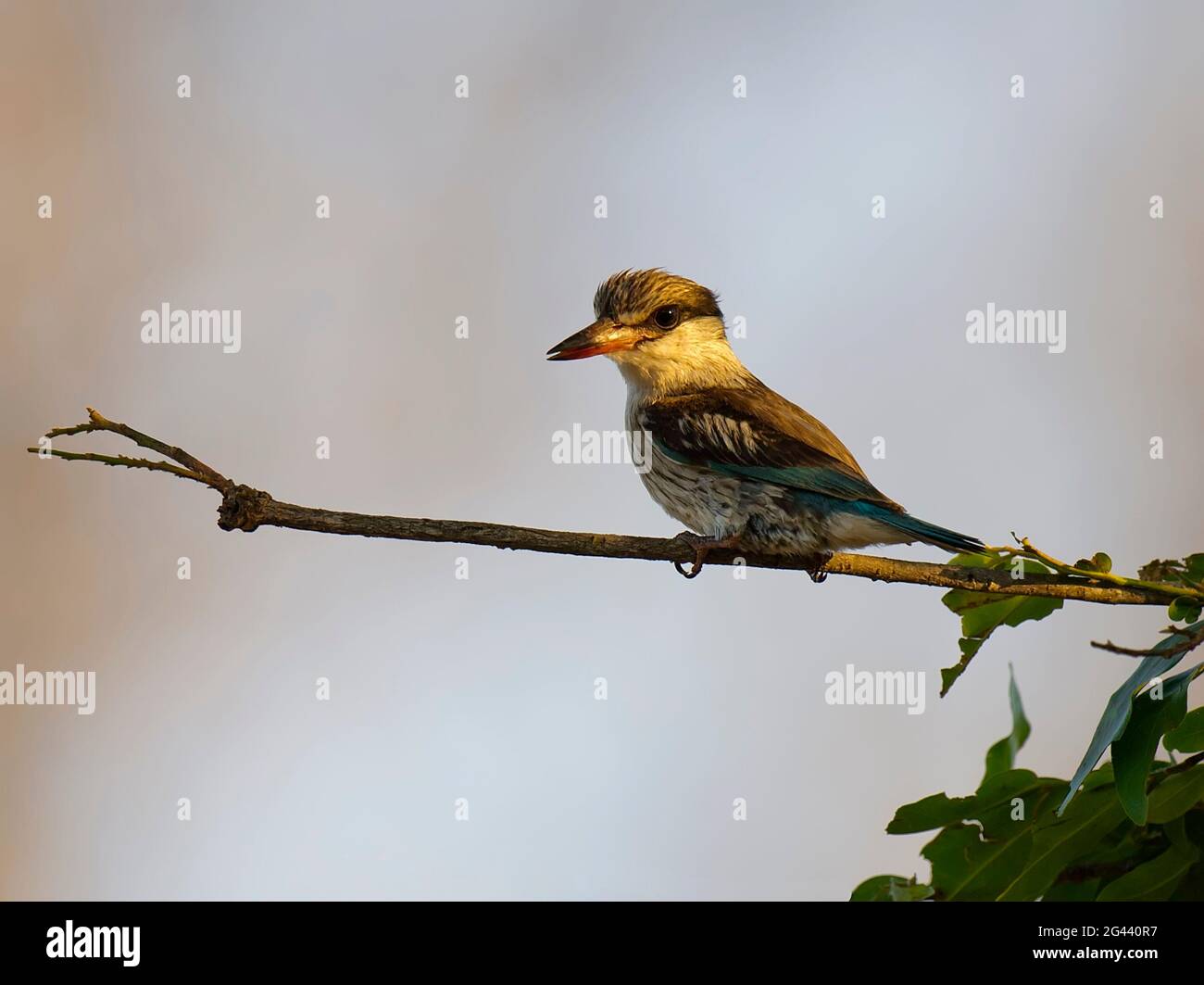 Un giovane kingfisher con cappuccio marrone su un ramo, il Sudafrica Foto Stock