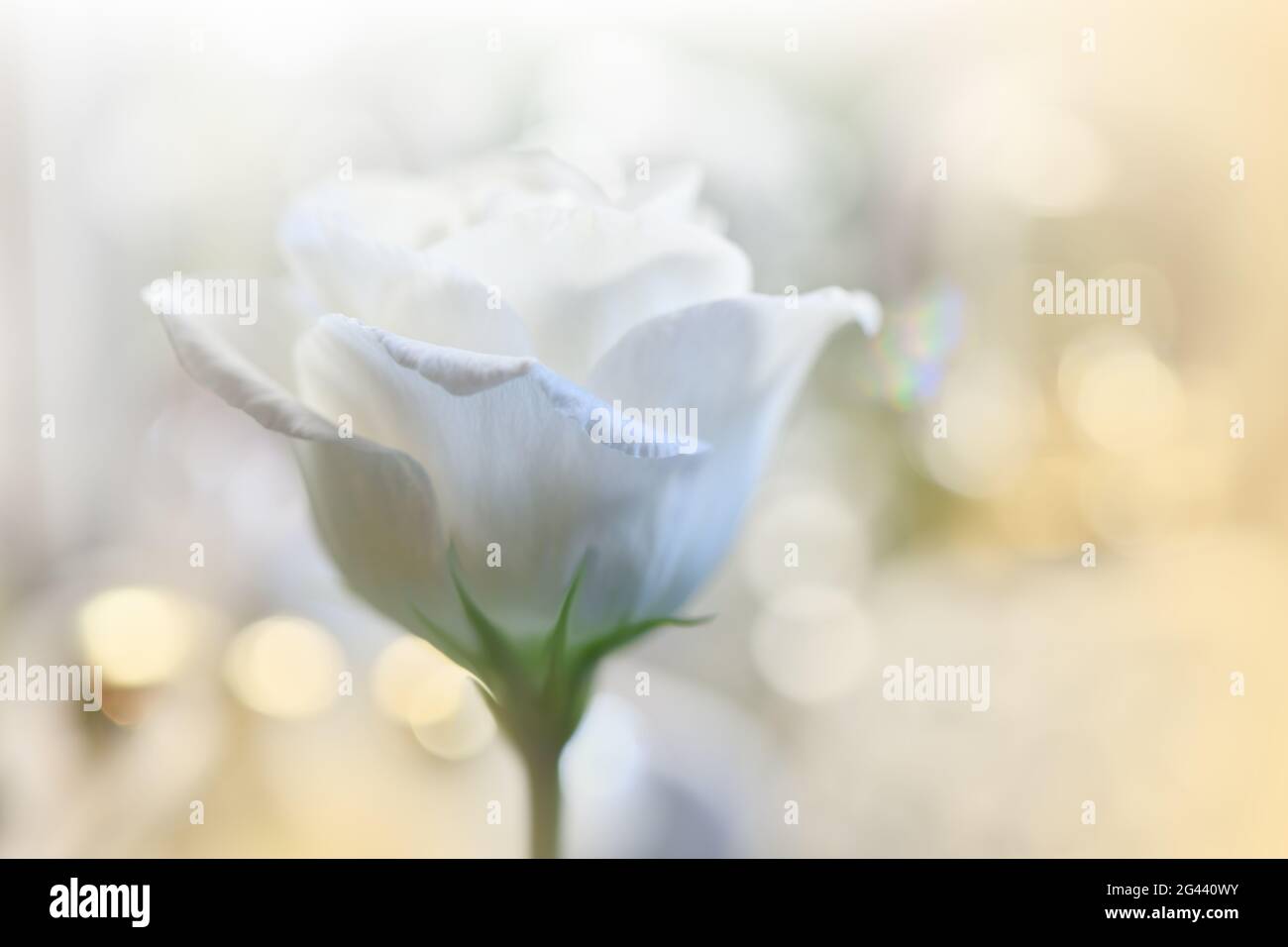 Bella natura background.Floral Art Design.Abstract Macro Photography.White Rose Flower.Pastel. Foto Stock