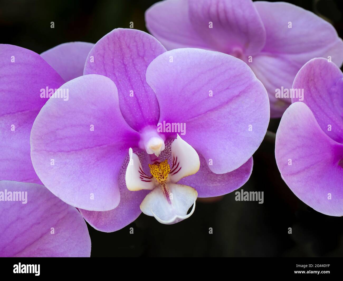 Close-up di orchidee viola Foto Stock