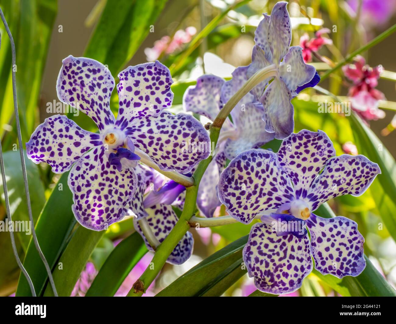 Primo piano di orchidee puntate di blu Foto Stock