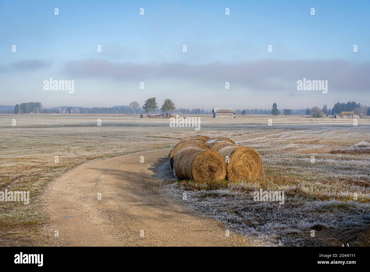Vista sul paesaggio culturale coperto di brughiera del Moore Loisach-Kochelsee e sui prati foraggeri, Baviera, Germania. Foto Stock
