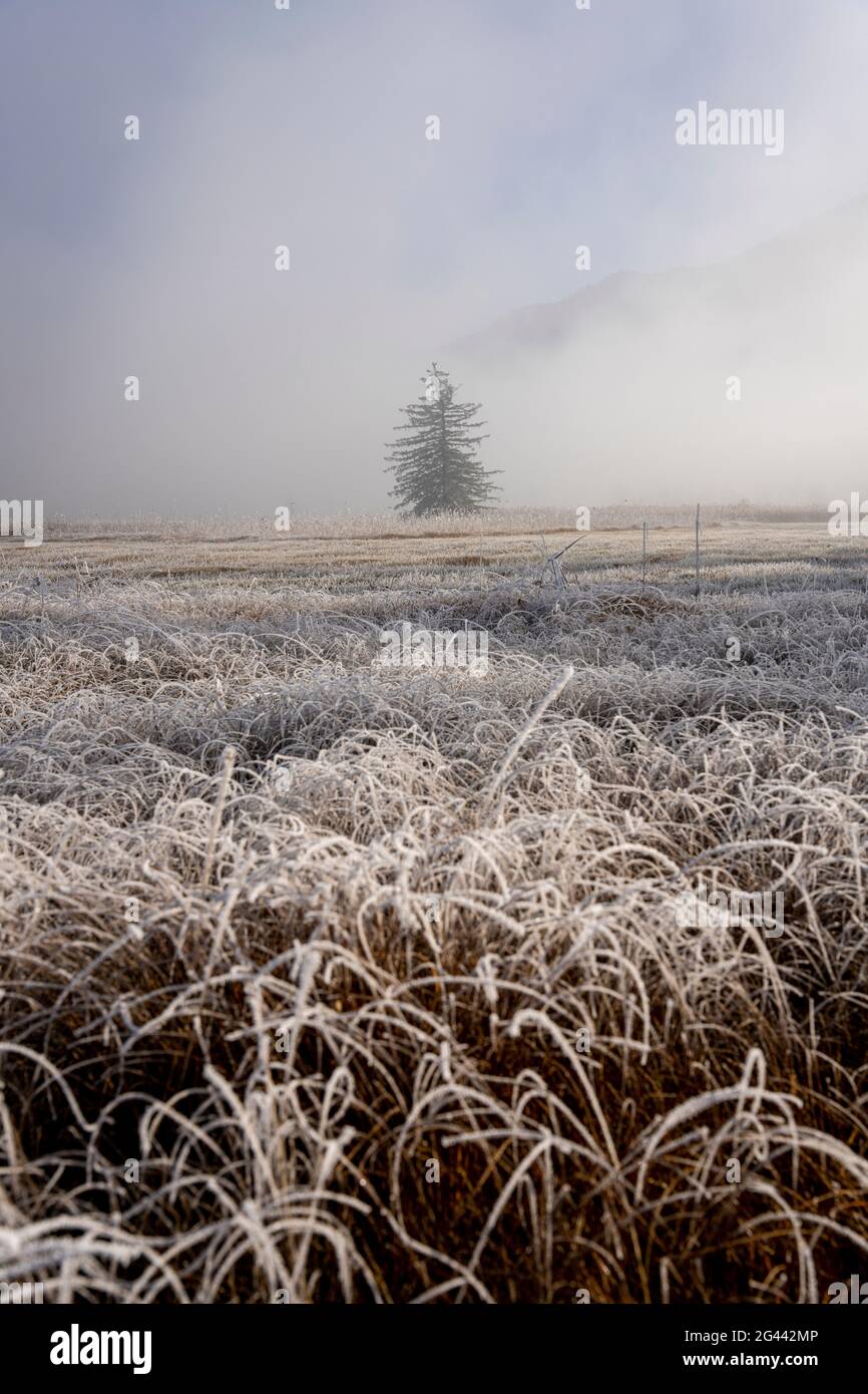 Vista sul paesaggio culturale coperto di brughiera del Moore Loisach-Kochelsee e sui prati foraggeri, Baviera, Germania. Foto Stock