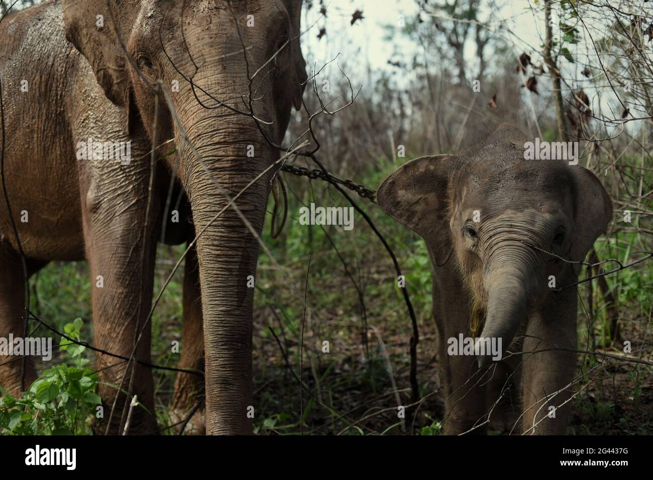 Un elefante e un vitello sui cespugli, prima di una passeggiata di ritorno al centro degli elefanti in modo Kambas National Park, Indonesia. Foto Stock