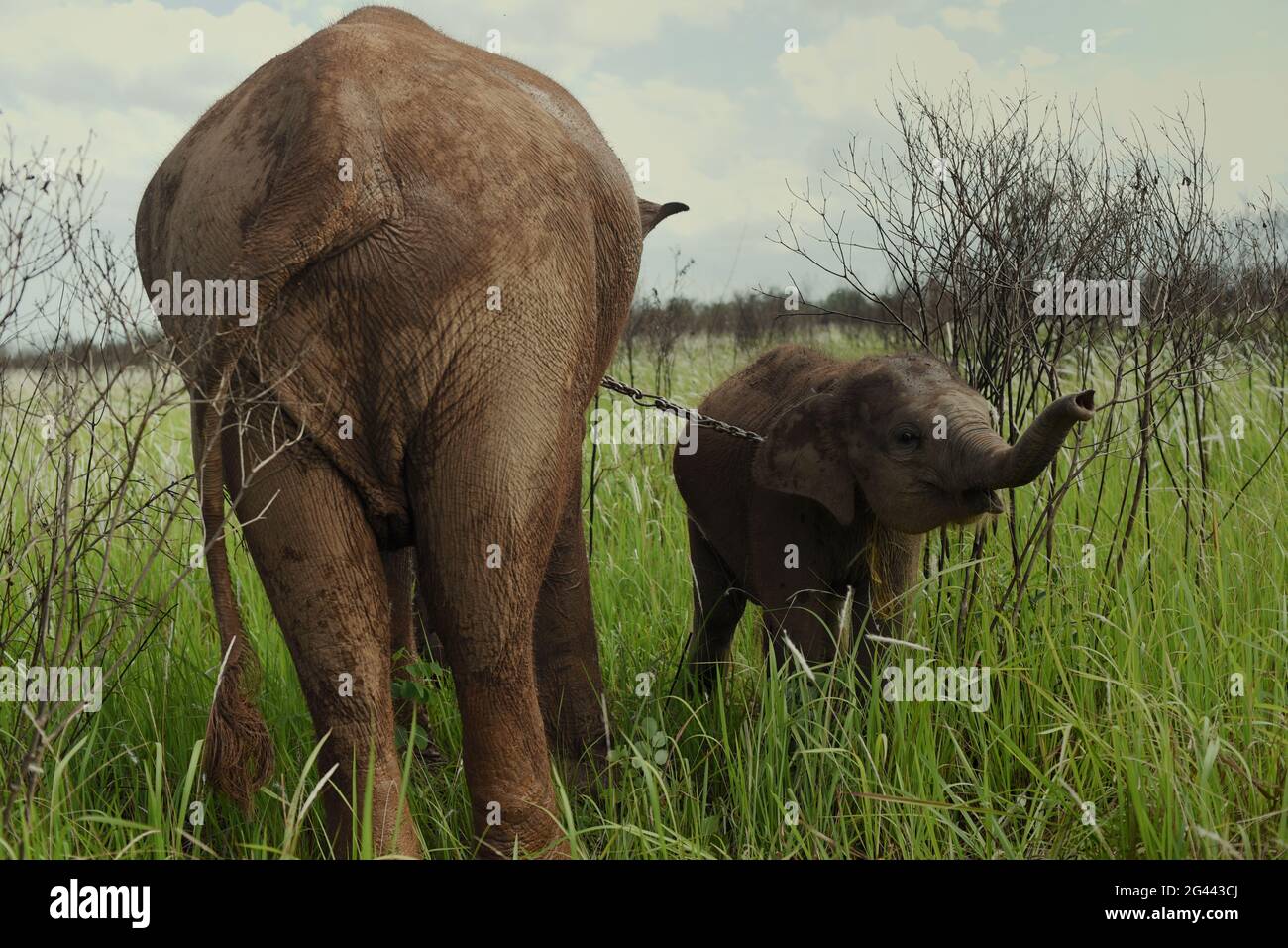 Un elefante e un vitello sui cespugli, prima di una passeggiata di ritorno al centro degli elefanti in modo Kambas National Park, Indonesia. Foto Stock