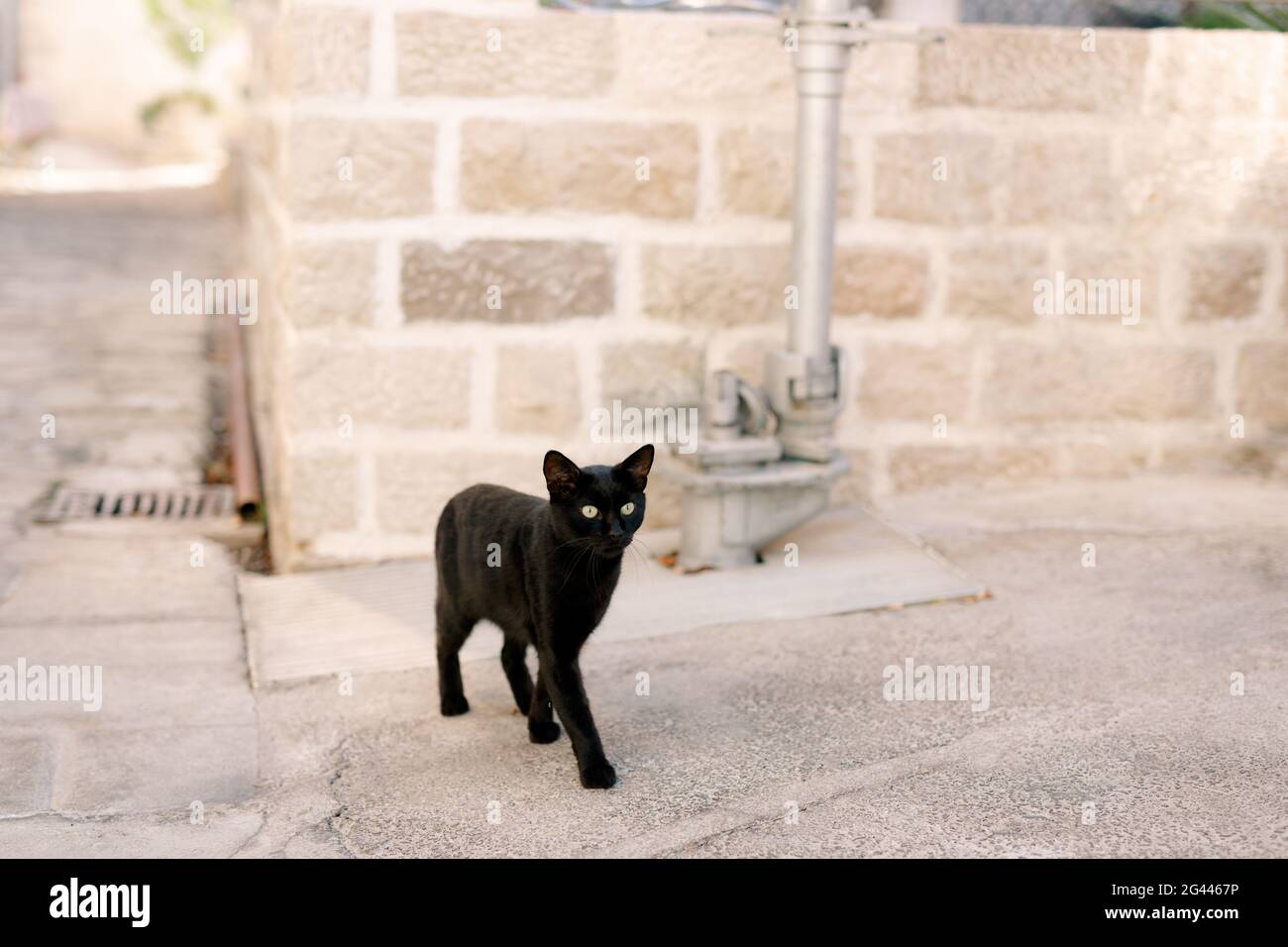 Un gatto nero nel cortile sull'asfalto si trova sullo sfondo di un muro di mattoni e di una pipeline di metallo. Foto Stock