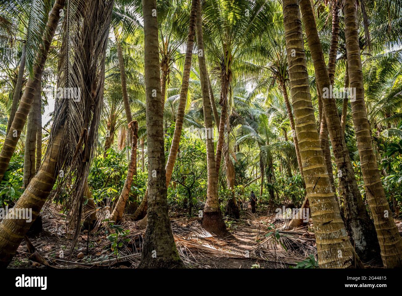 Piantagione di Kopra su Malekula, Vanuatu, Sud Pacifico, Oceania Foto Stock