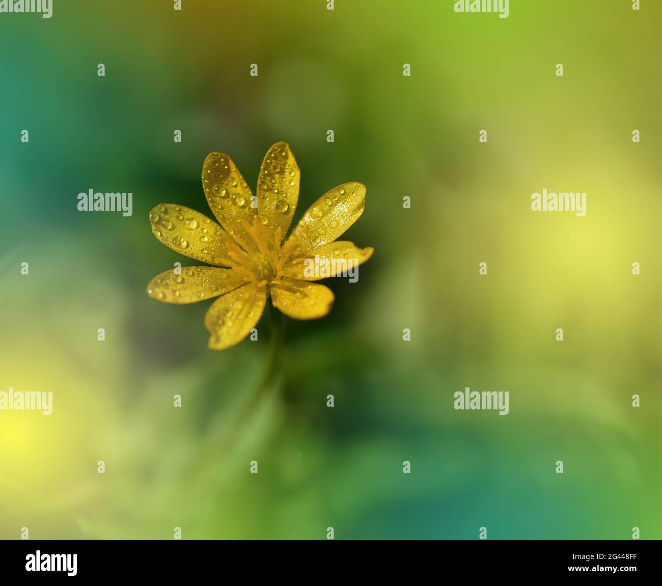 Bella natura background.Floral Art Design.Abstract Macro Photography.Colorful Flower.Blooming. Foto Stock