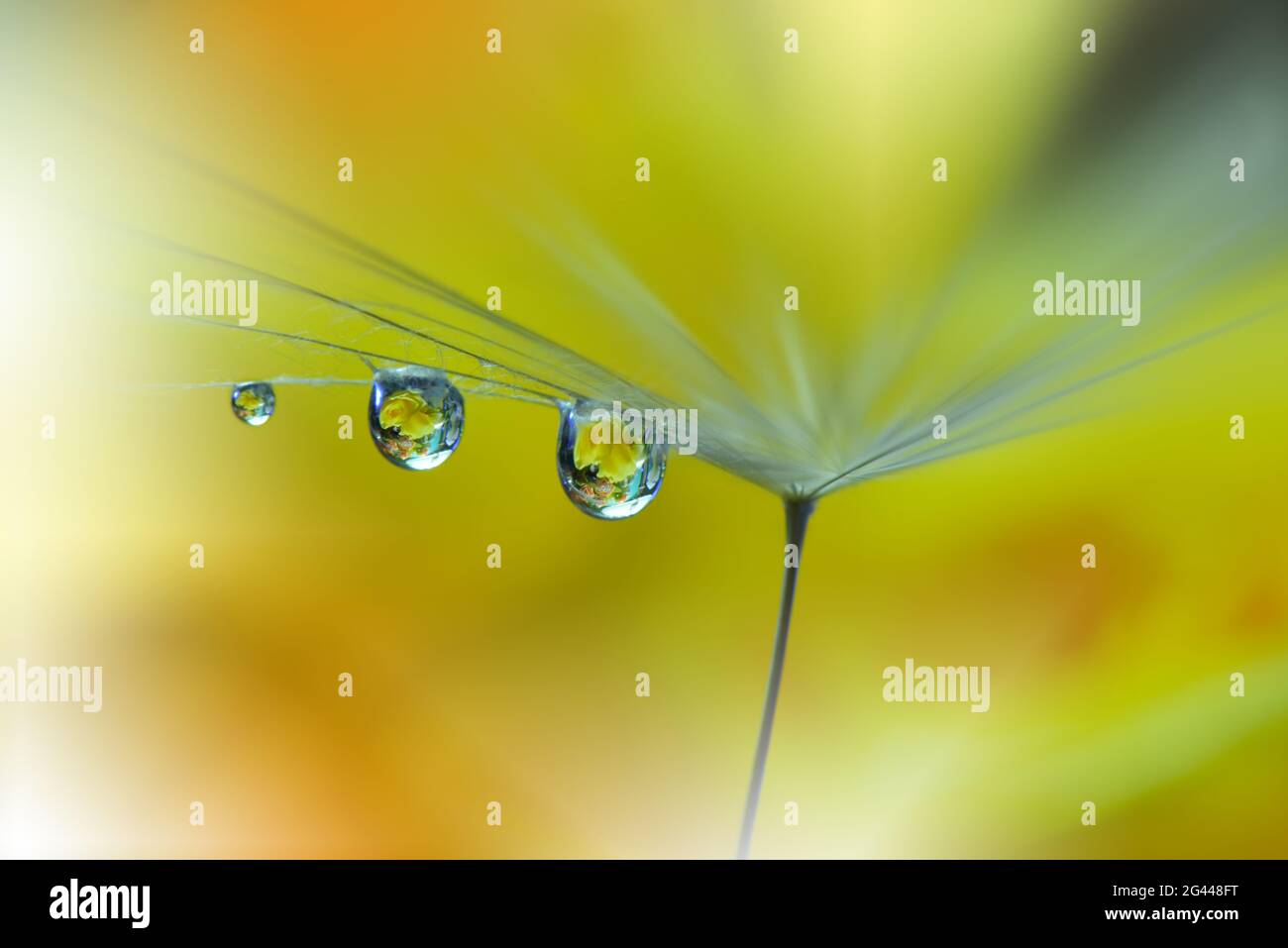 Bella natura background.Floral Art Design.Abstract Macro Photography.Pastel Flower.Dandelion. Foto Stock