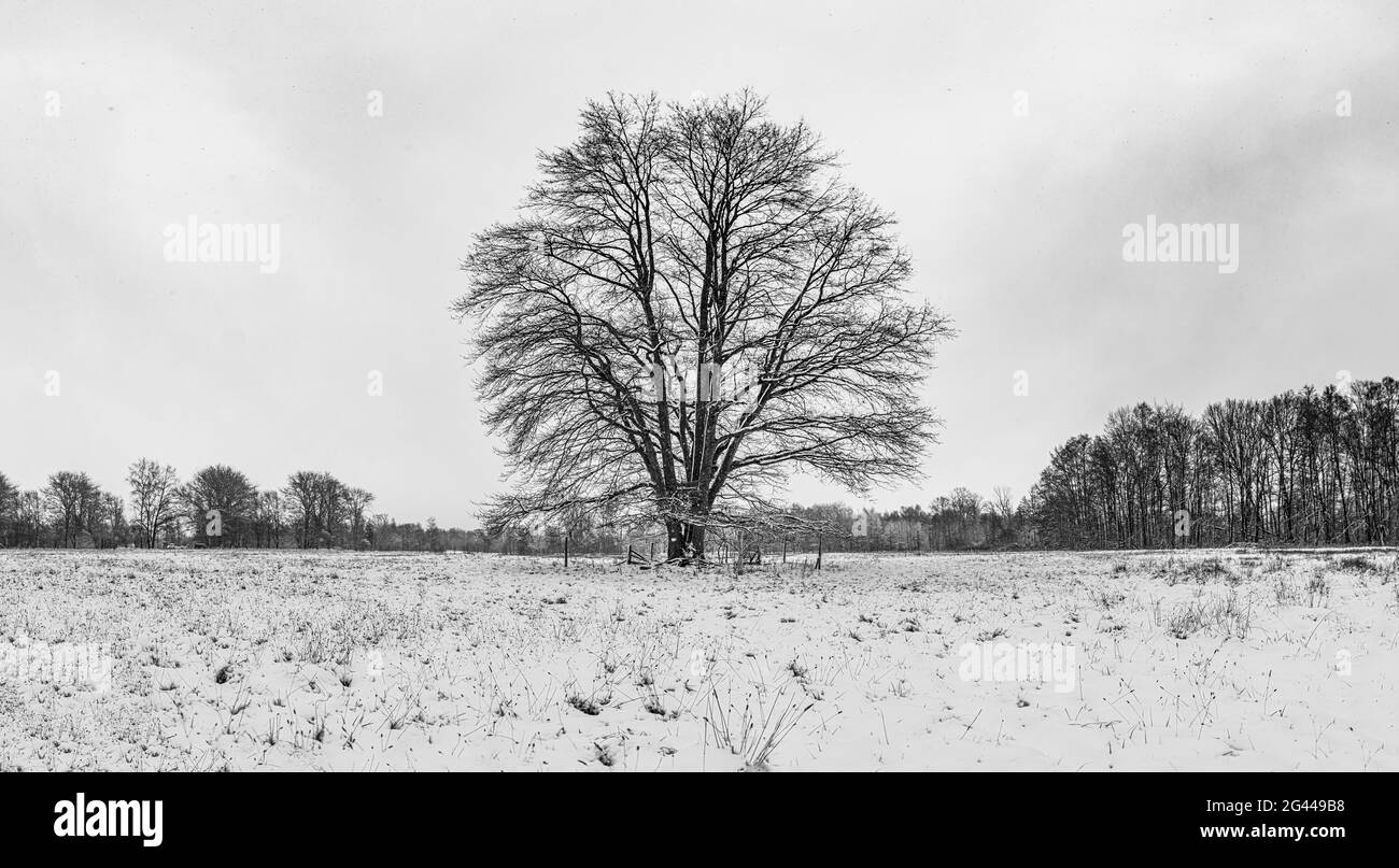 Vecchio, singolo albero di campo su pascolo naturale nella neve, bianco e nero, Germania, Brandeburgo, Spreewald Foto Stock
