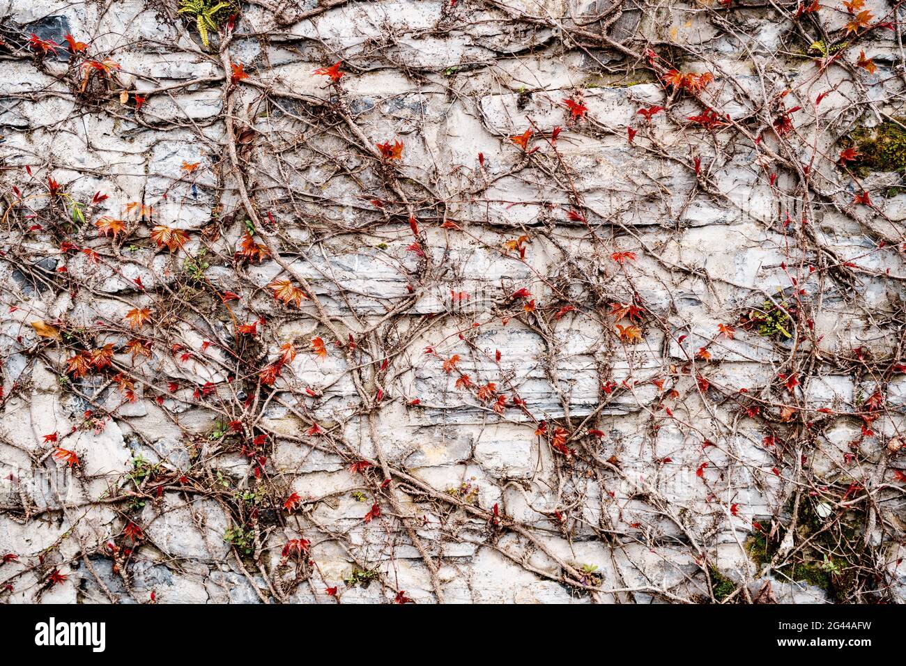 Rametti asciutti con piccole foglie rosse su una struttura di pietra grigia. Le piccole foglie rosse dell'uva da maiola fioriscono in primavera. Foto Stock