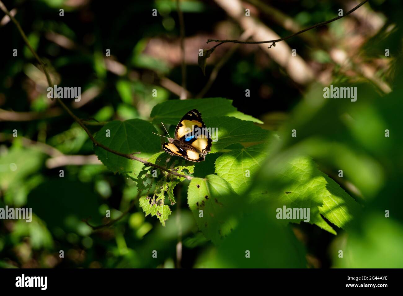 Farfalla Pansy gialla - Jugonia hierta su un'erba verde in una foresta in Laos Foto Stock