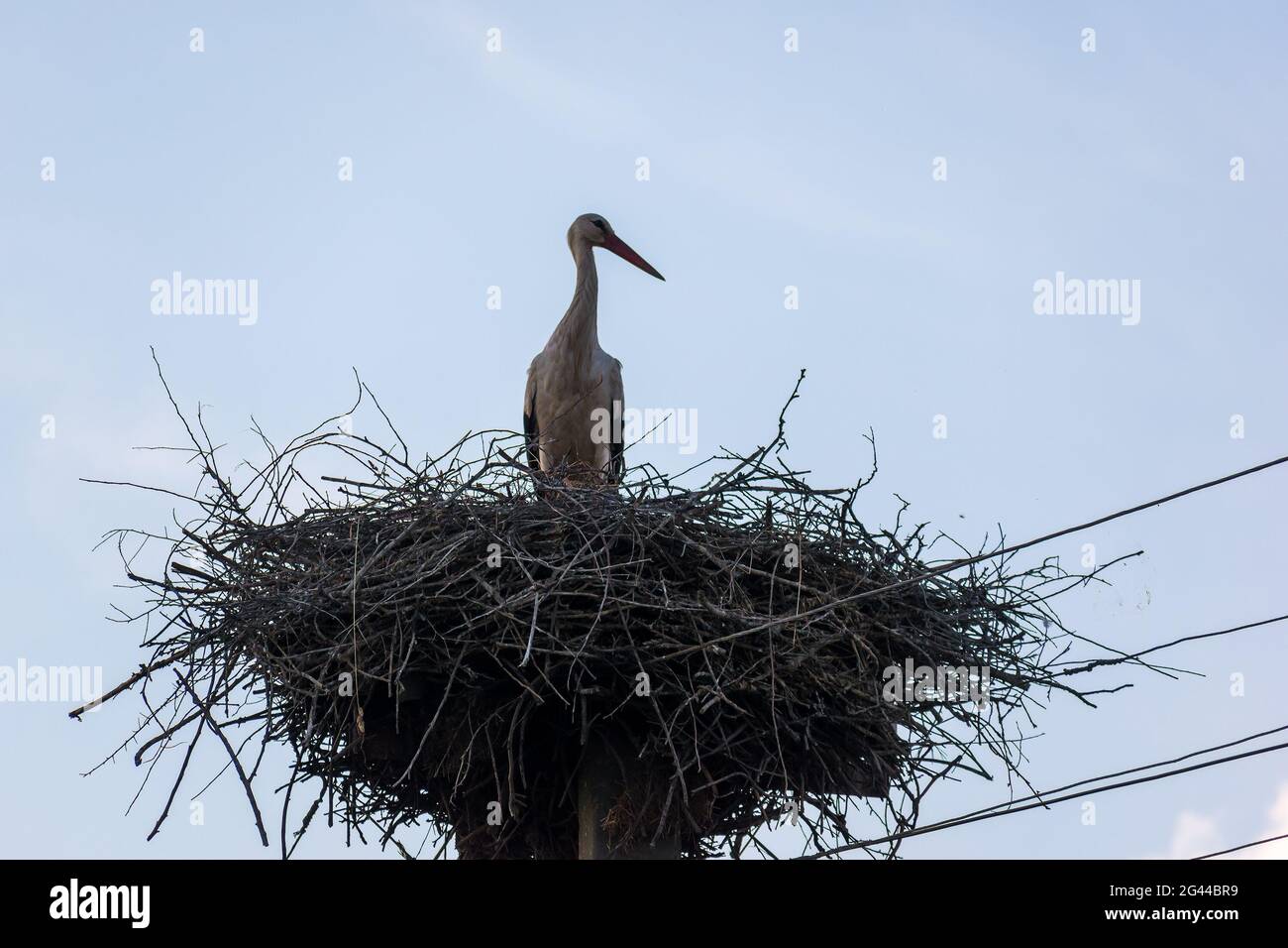 La cicogna è seduta su un palo nel suo nido. Nel cielo blu. Sulle linee elettriche. Foto Stock