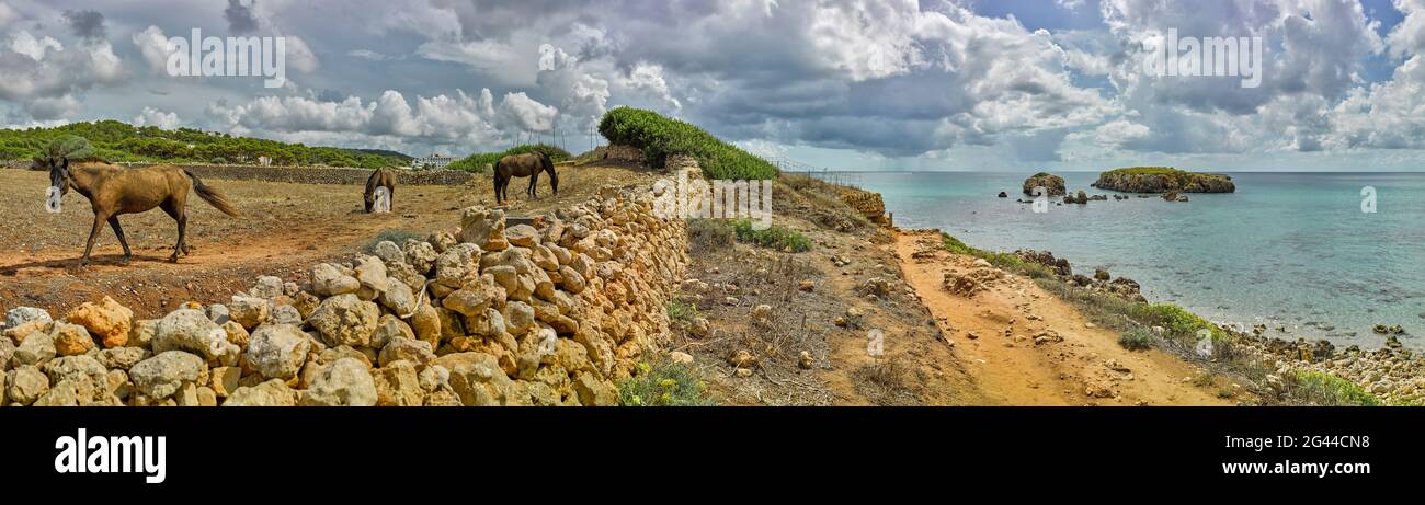 Cavalli selvatici che pascolano sulla riva del mare, es Migjorn Gran, Minorca, Spagna Foto Stock