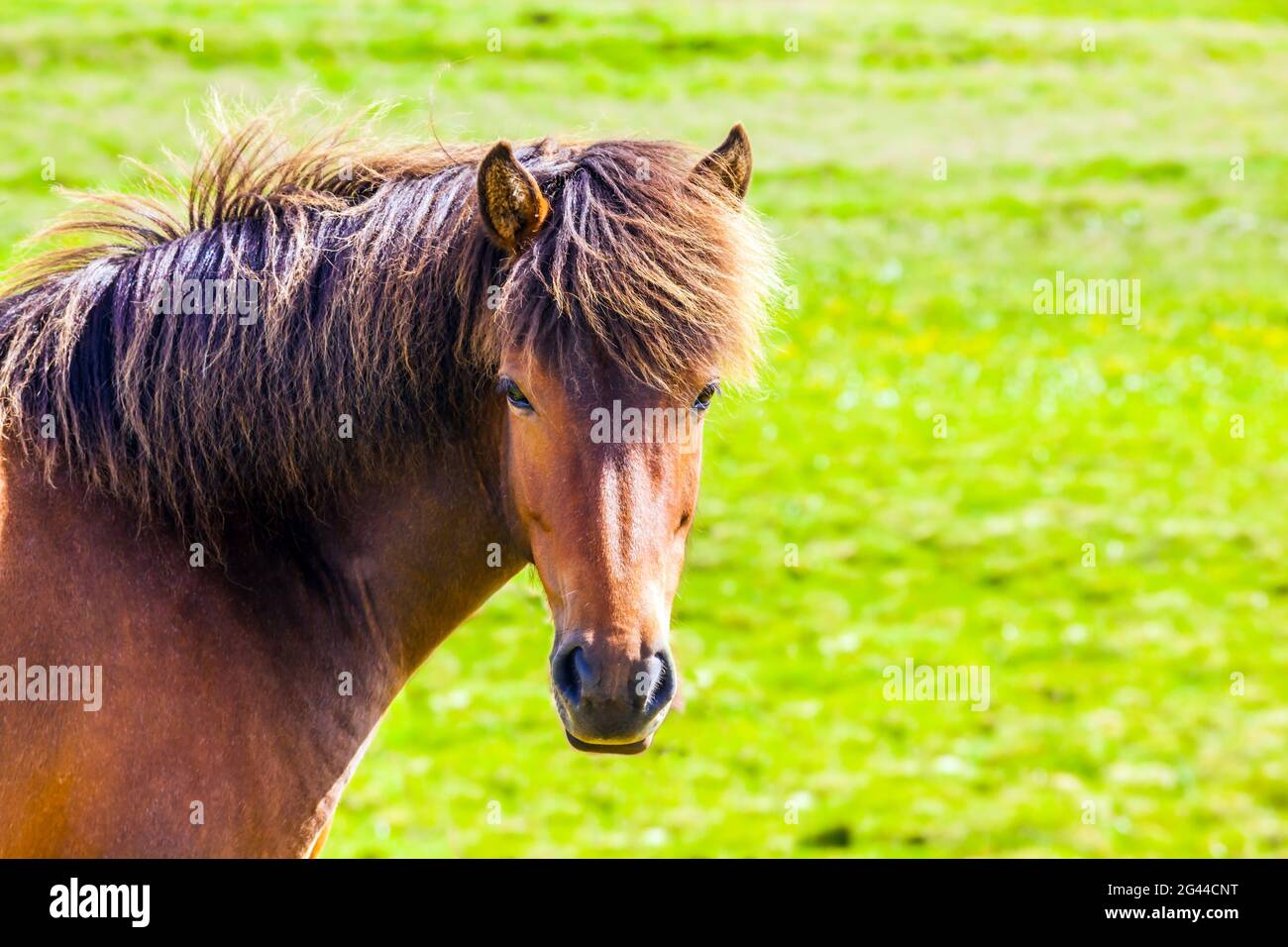 Ritratto di cavallo con mane braun Foto Stock