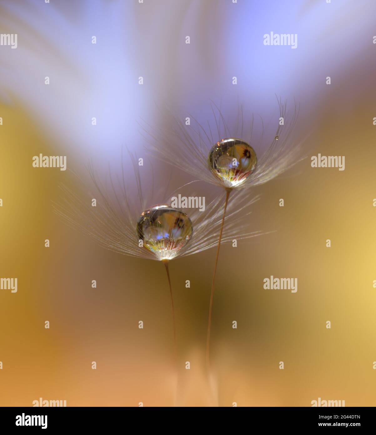 Bella natura background.Floral Art Design.Abstract Macro Photography.Pastel Flower.Dandelion. Foto Stock