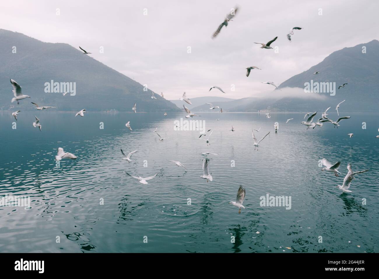 Gregge di gabbiani che si aggirano sopra l'acqua Foto Stock