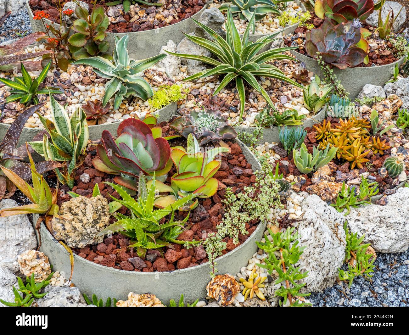 Un sacco di piante succulente in giardino Foto Stock