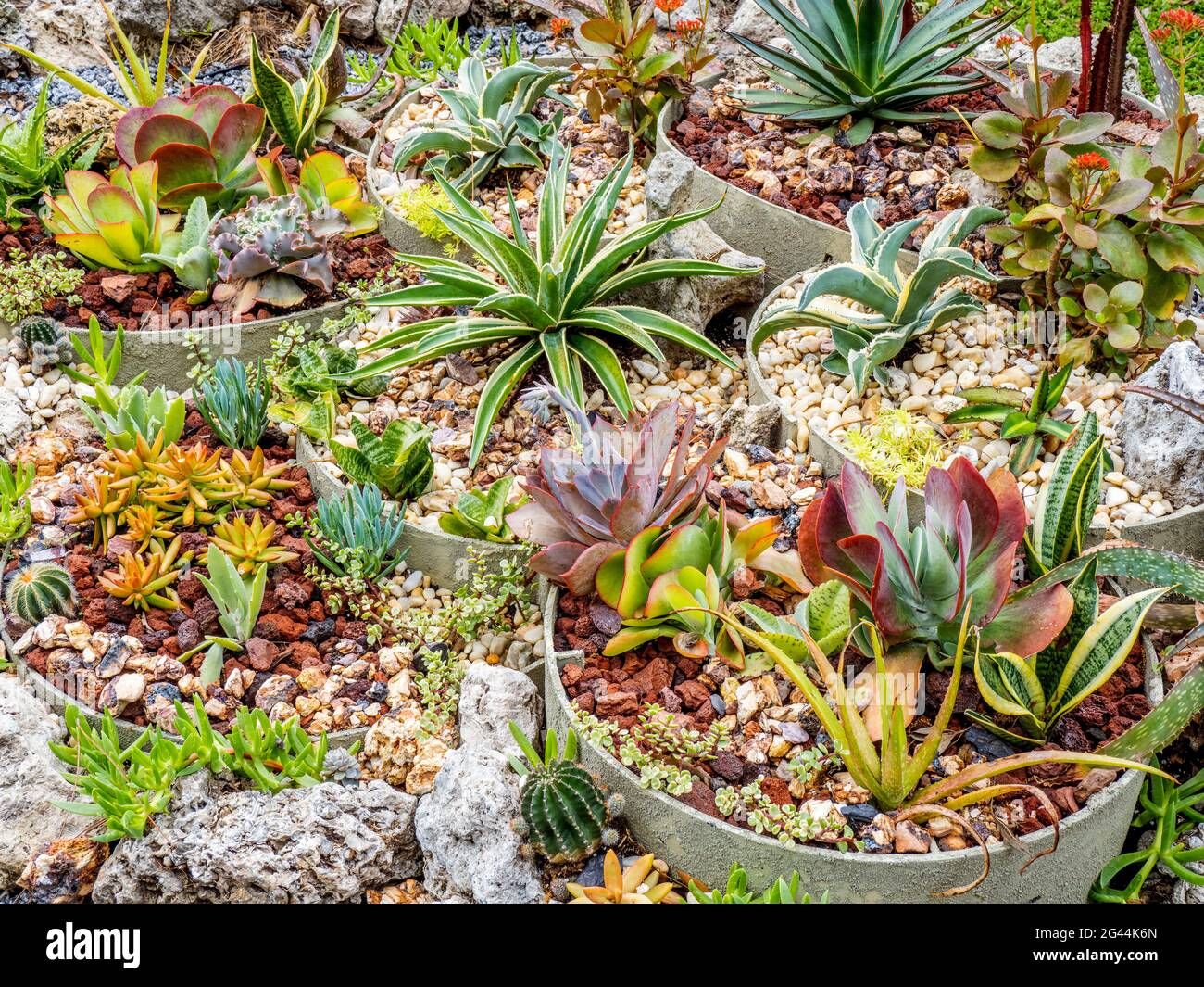 Un sacco di piante succulente in giardino Foto Stock