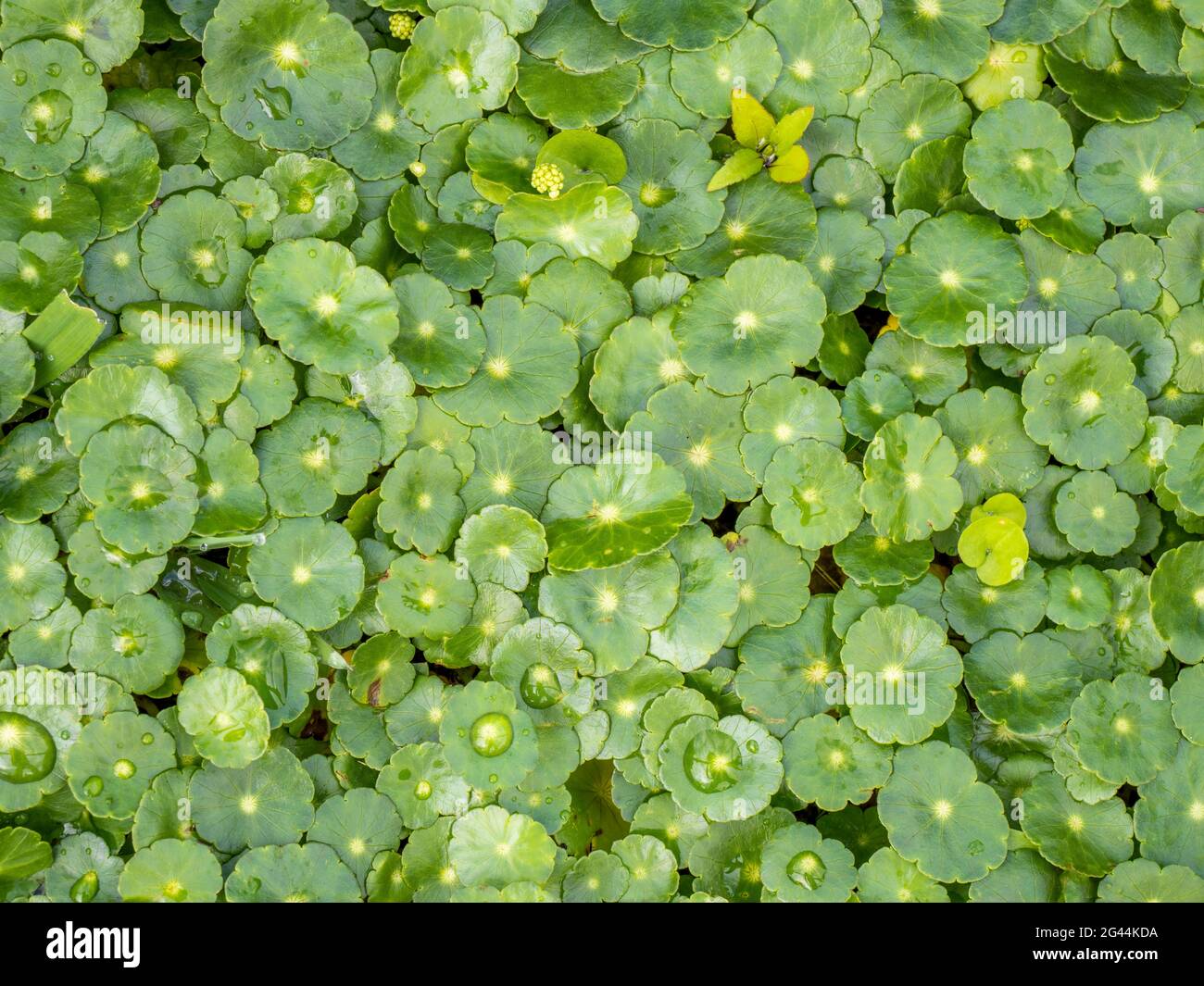 Primo piano di piante con foglie verdi Foto Stock