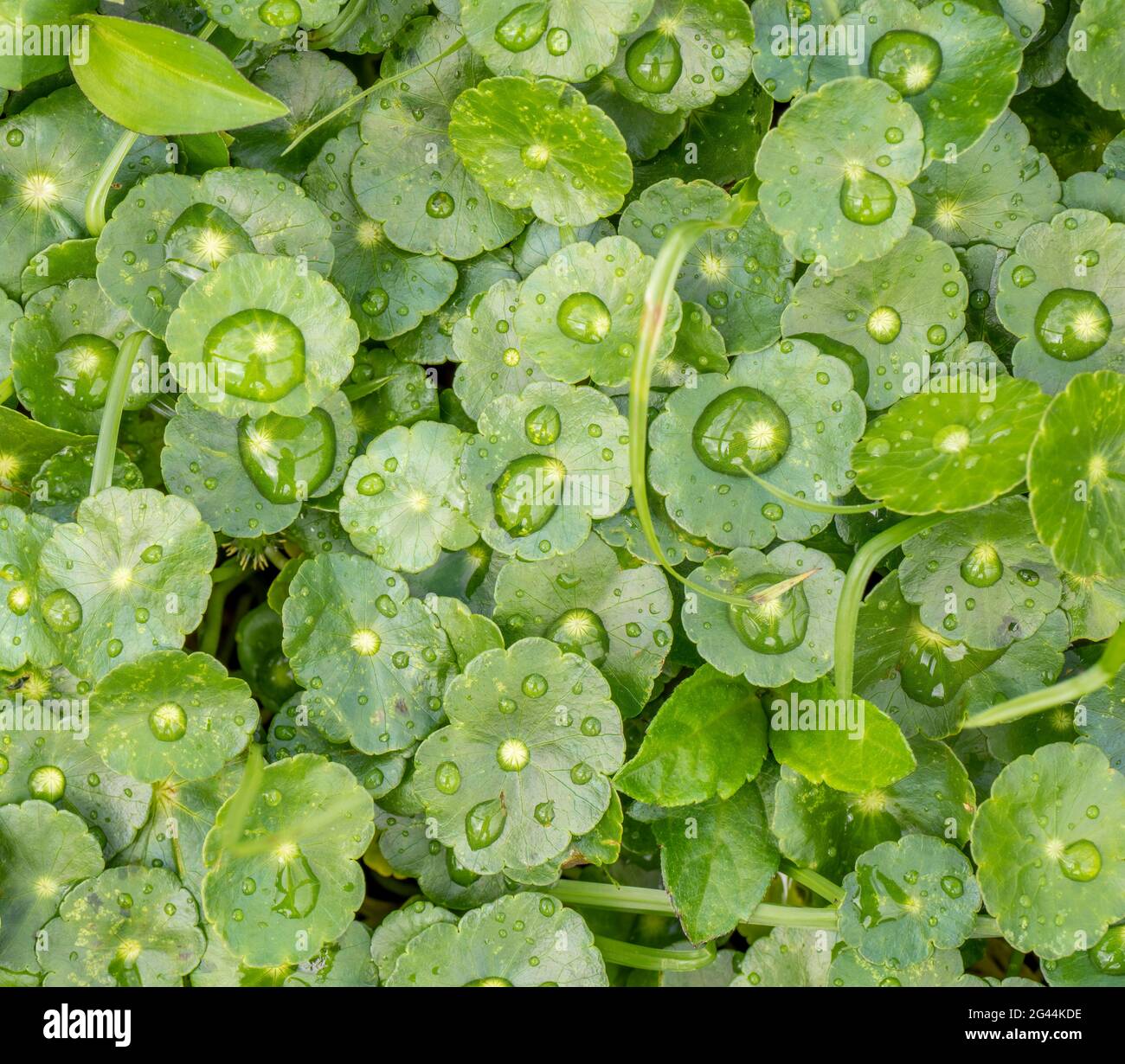 Primo piano di piante con foglie verdi e rugiada Foto Stock