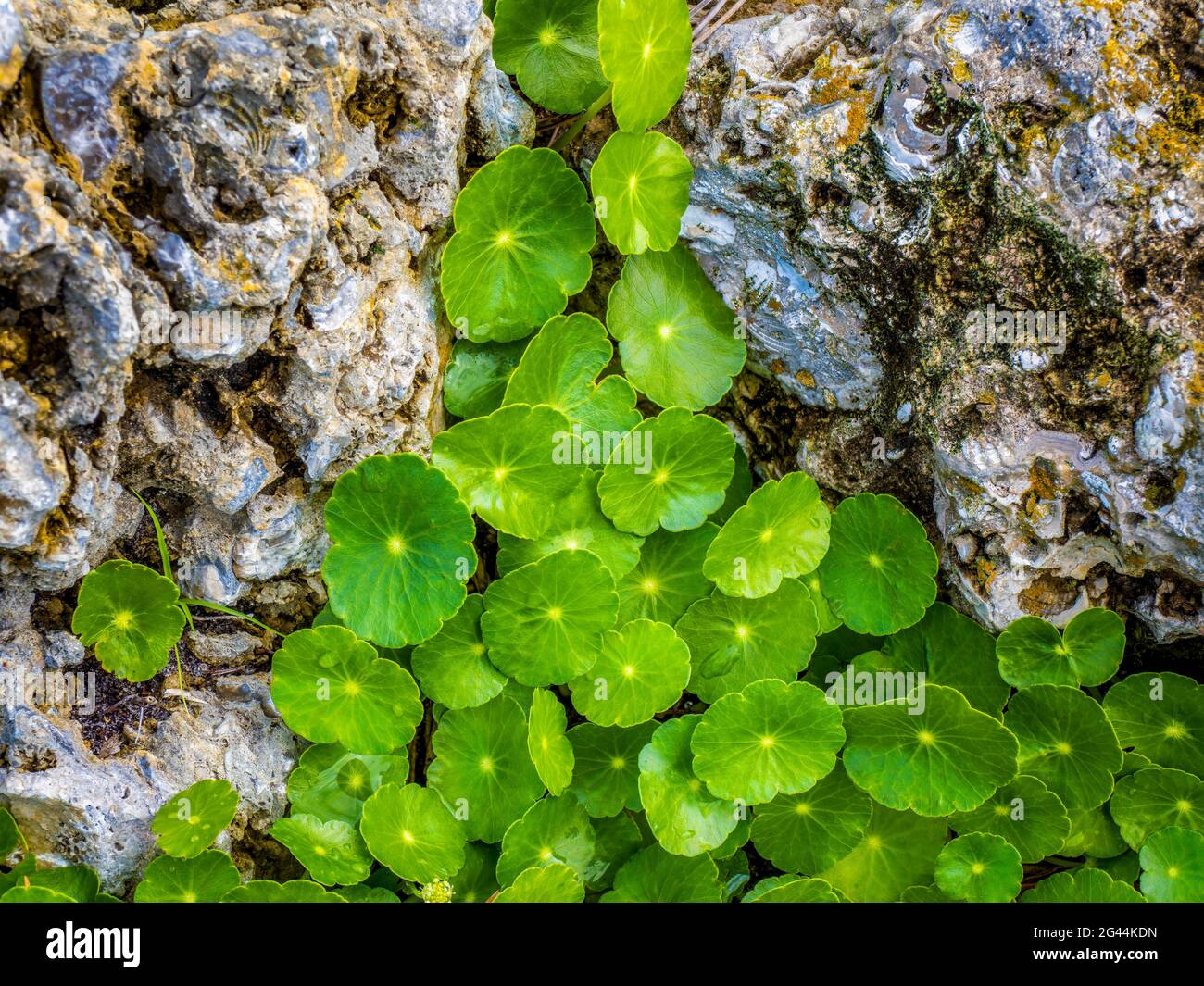 Primo piano di piante verdi che crescono tra le rocce Foto Stock