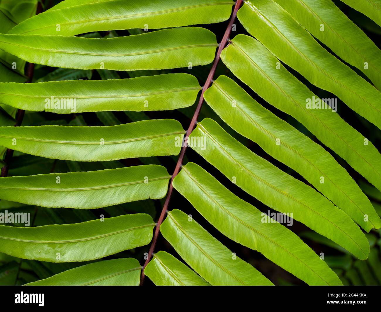 Primo piano di felce verde Foto Stock