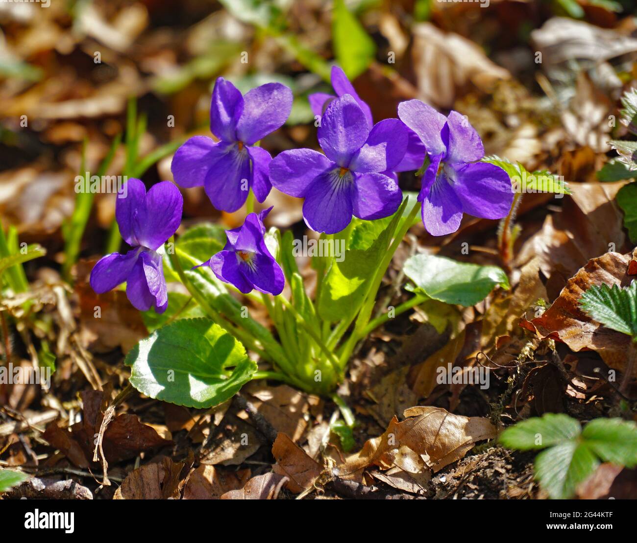 Viola di legno, viola di siepe, viola di legno chiaro, viola di legno sottile, Foto Stock