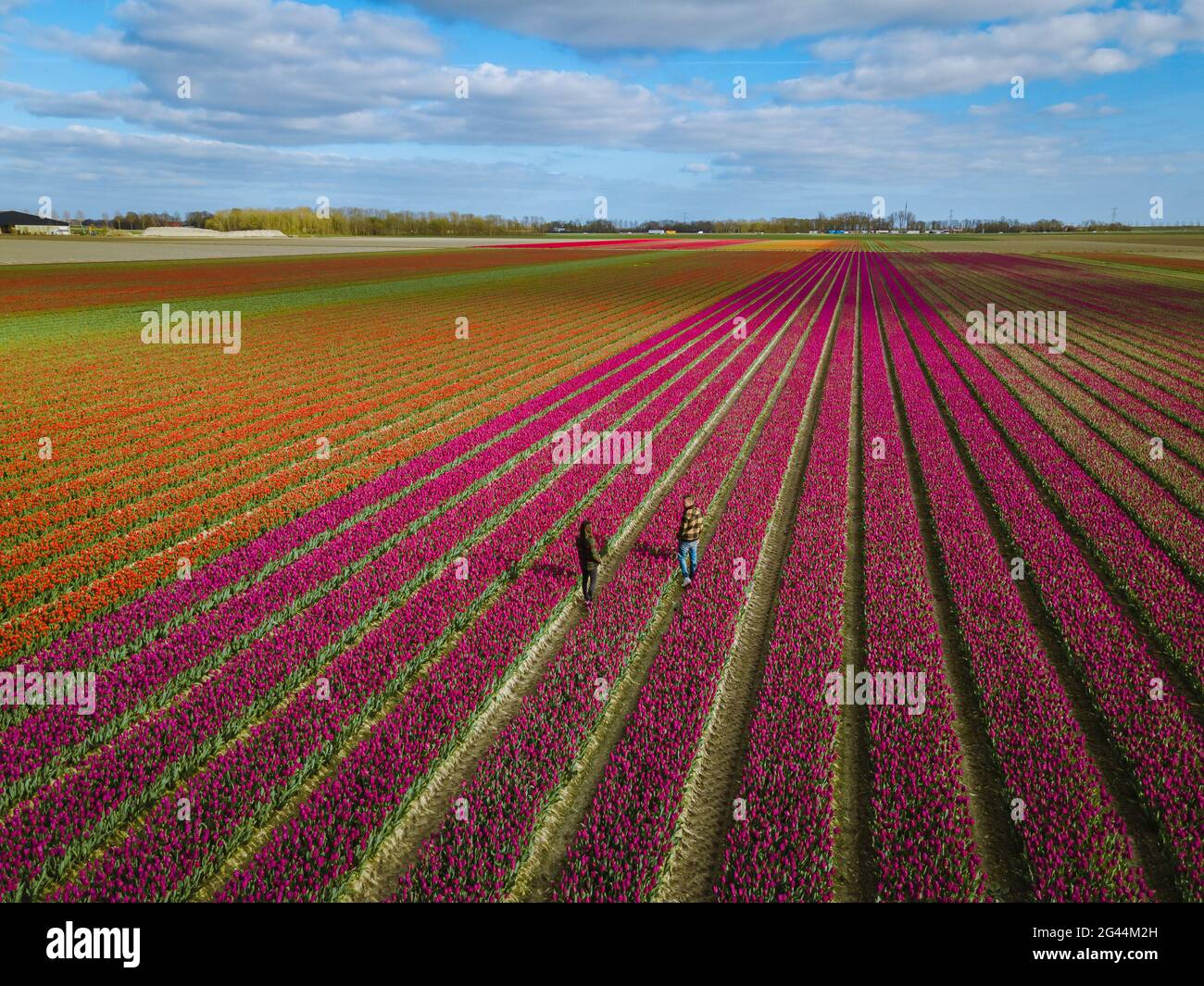 Vista aerea dei campi di bulbo in primavera, colorati campi di tulipani nei Paesi Bassi Flevoland durante la primavera Foto Stock