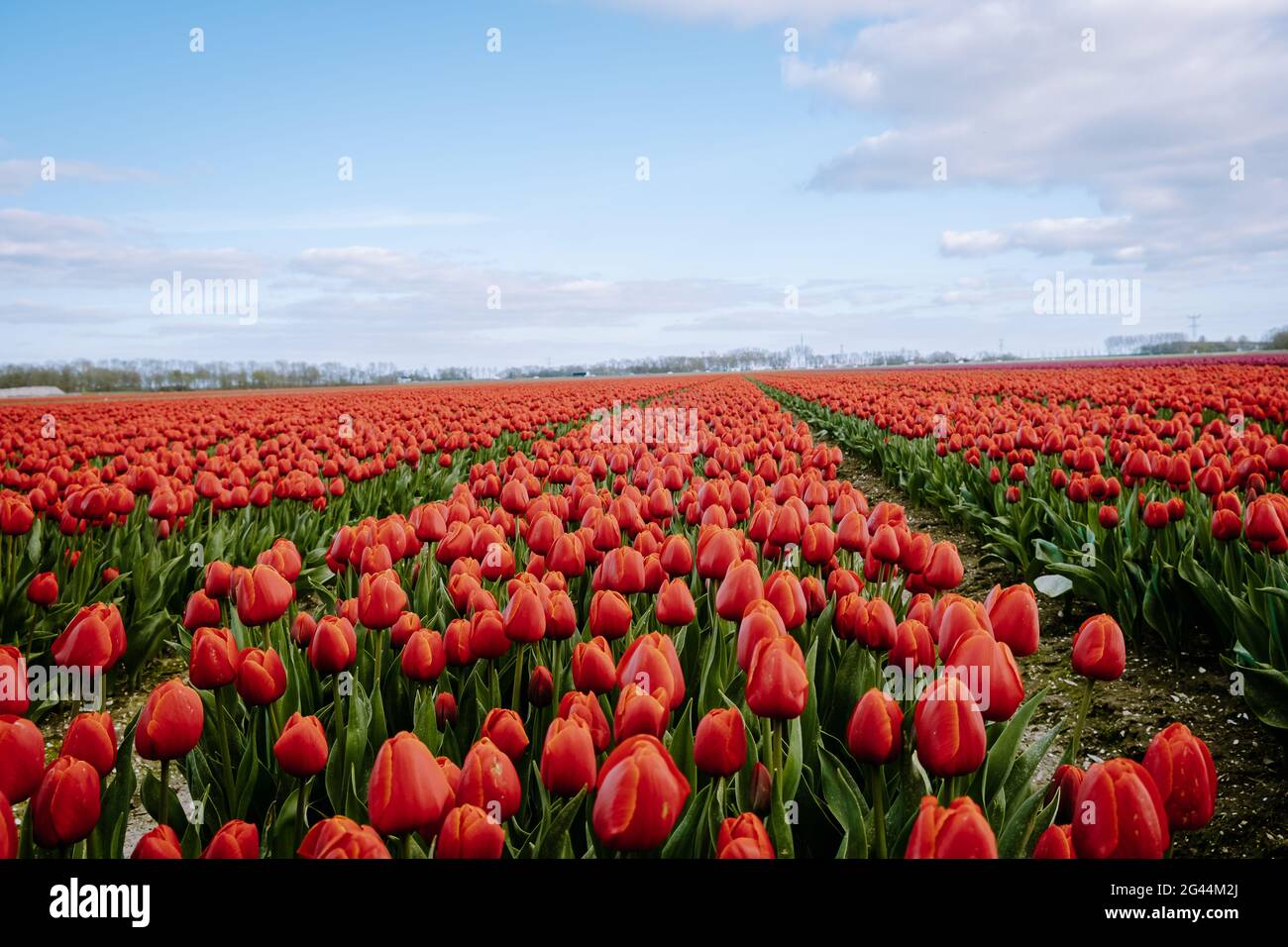 Vista aerea dei campi di bulbo in primavera, colorati campi di tulipani nei Paesi Bassi Flevoland durante la primavera Foto Stock