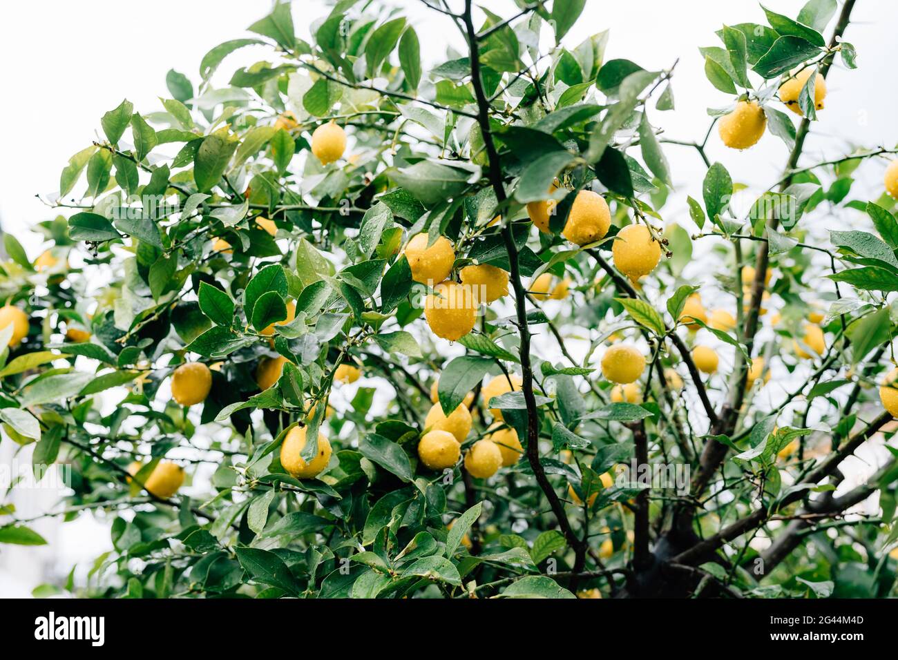 Limone giallo sui rami dell'albero tra le foglie, ricoperti di gocce di pioggia. Foto Stock