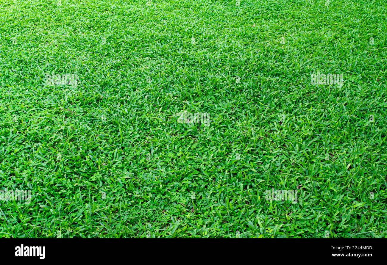 Sfondo verde erba texture. Elemento di disegno prato verde per campi da golf o da calcio. Foto Stock