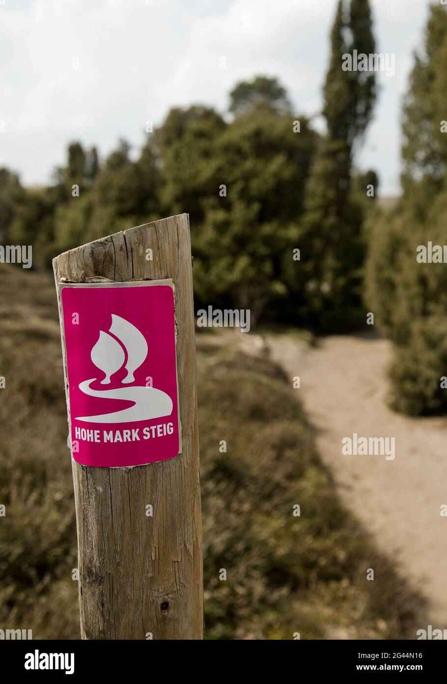 Hohe Mark Steig, riserva naturale di Westruper Heide, Haltern am See, zona della Ruhr, Germania, Europa Foto Stock
