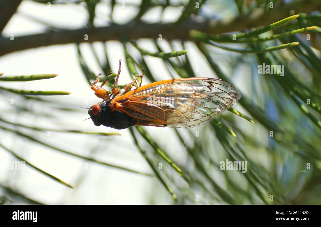 Una cicadas appesa alle foglie di un pino Foto Stock