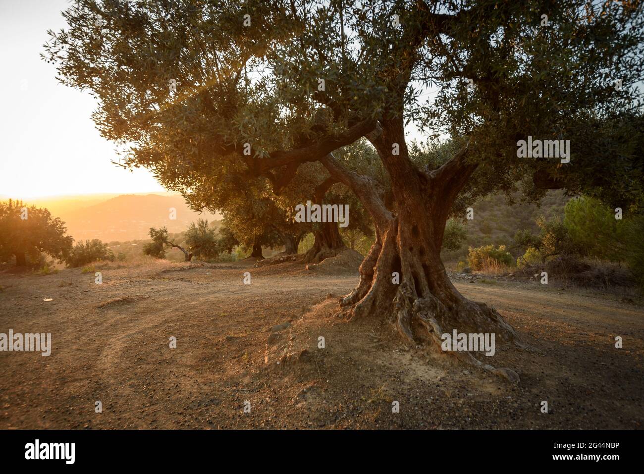 Ulivo del capellà o del Gatillepes al tramonto. È un albero con interesse locale a Olesa de Montserrat Baix Llobregat, Barcellona, Catalogna, Spagna Foto Stock