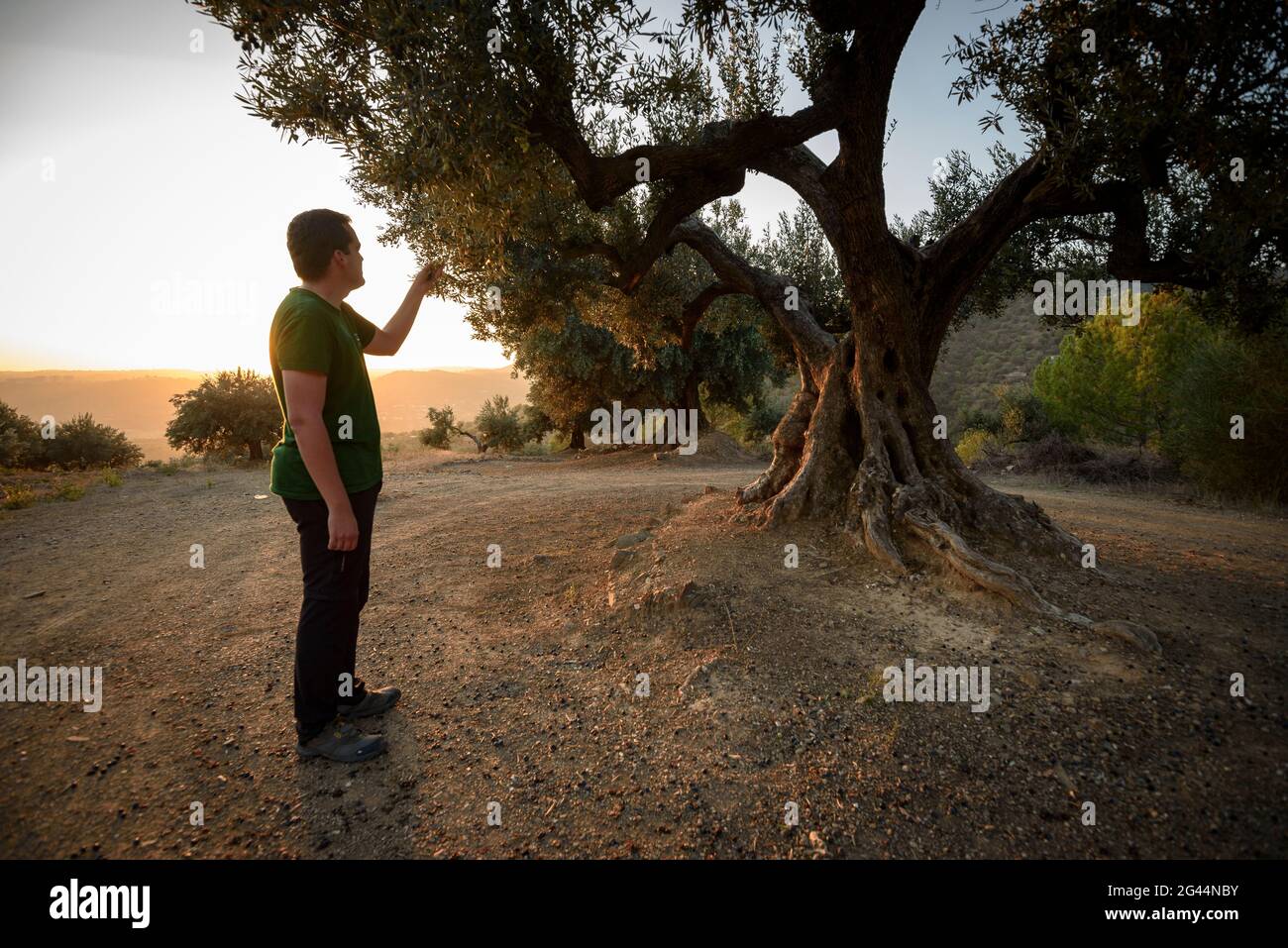 Ulivo del capellà o del Gatillepes al tramonto. È un albero con interesse locale a Olesa de Montserrat Baix Llobregat, Barcellona, Catalogna, Spagna Foto Stock