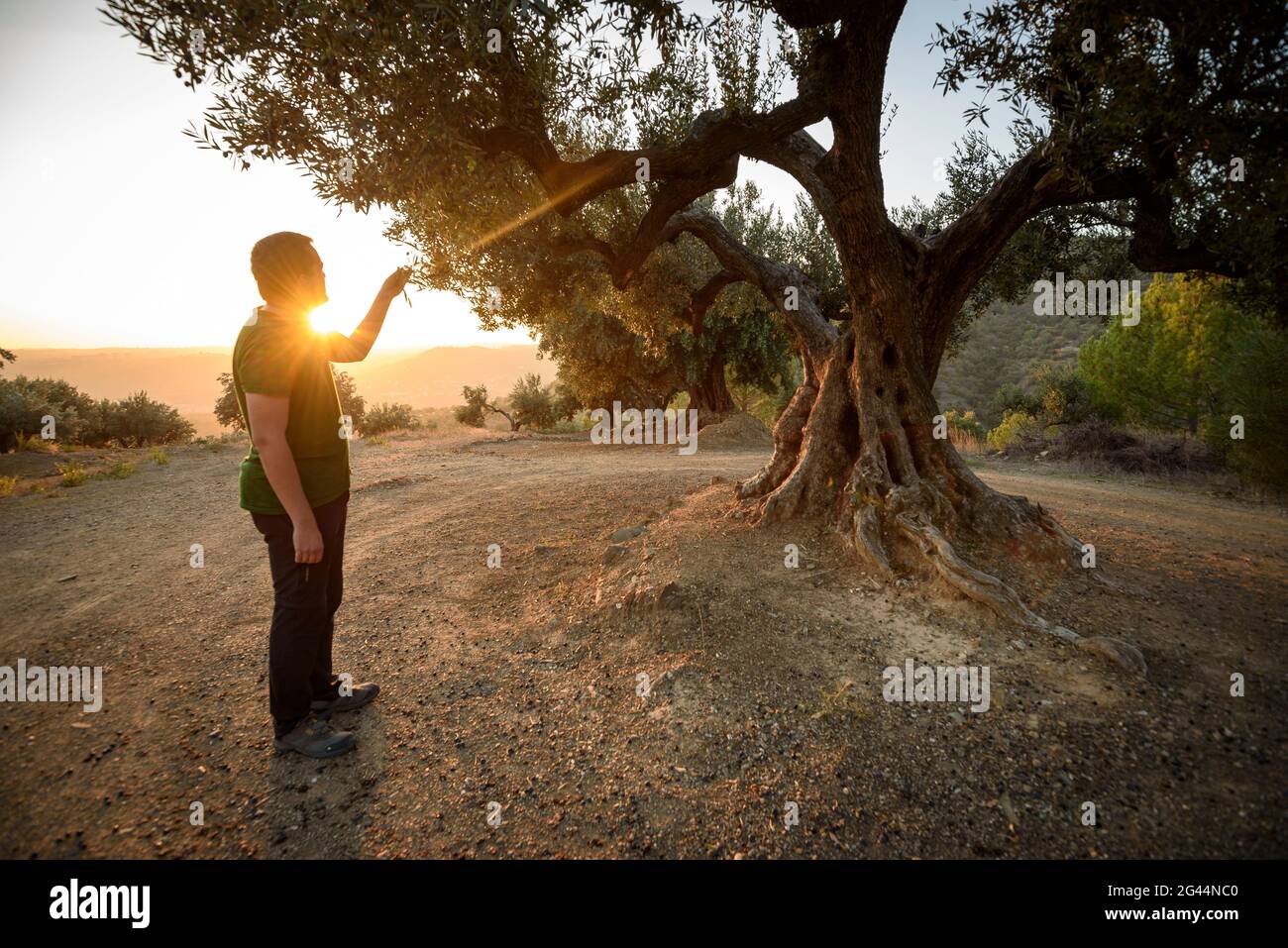 Ulivo del capellà o del Gatillepes al tramonto. È un albero con interesse locale a Olesa de Montserrat Baix Llobregat, Barcellona, Catalogna, Spagna Foto Stock