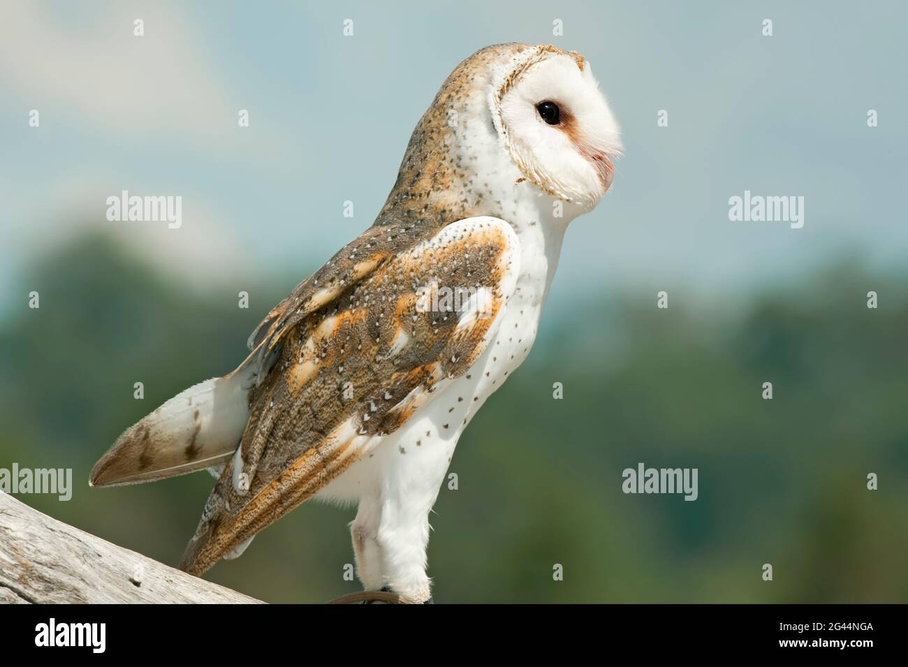 Il barbagianni (Tyto alba), Lone Pine Koala Sanctuary, Brisbane, Queensland, Australia Foto Stock