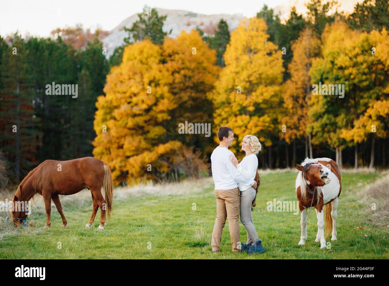 L'uomo abbracca una donna mentre si sta in piedi sul prato nella foresta d'autunno. Cavalli che pascolano sul prato Foto Stock