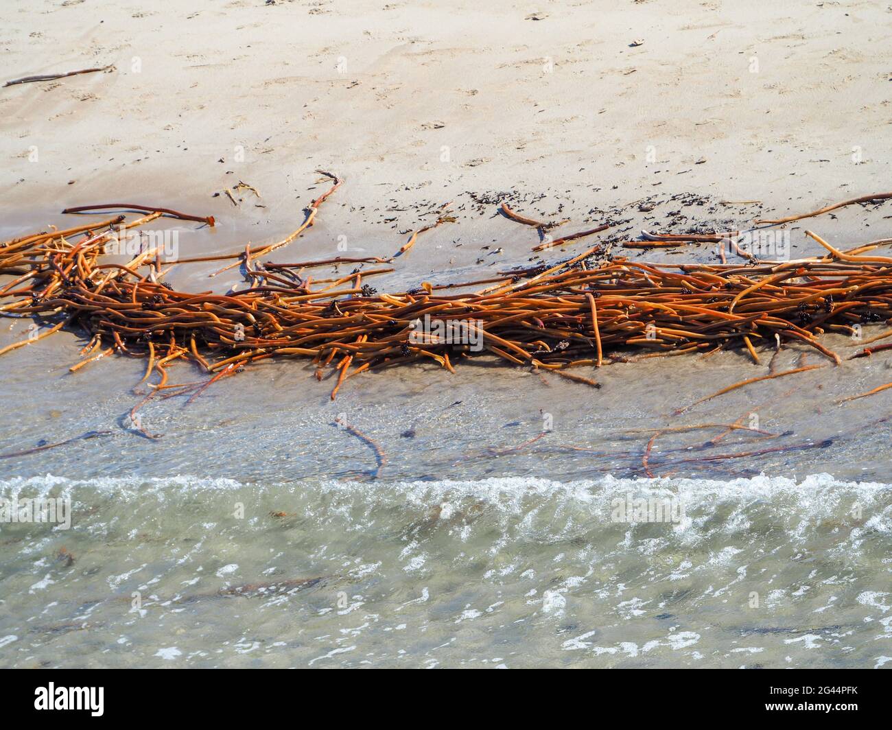 Un mare colorato. Alghe color oro giallo brillante o stalk Kelp che il mare si è lavato su una spiaggia di sabbia australiana in inverno Foto Stock