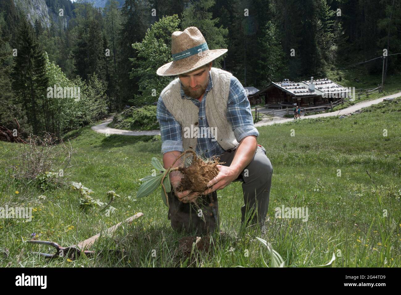 Enzianstechen al Priesberghütte, Berchtesgadener Land, alta Baviera, Baviera, Germania Foto Stock