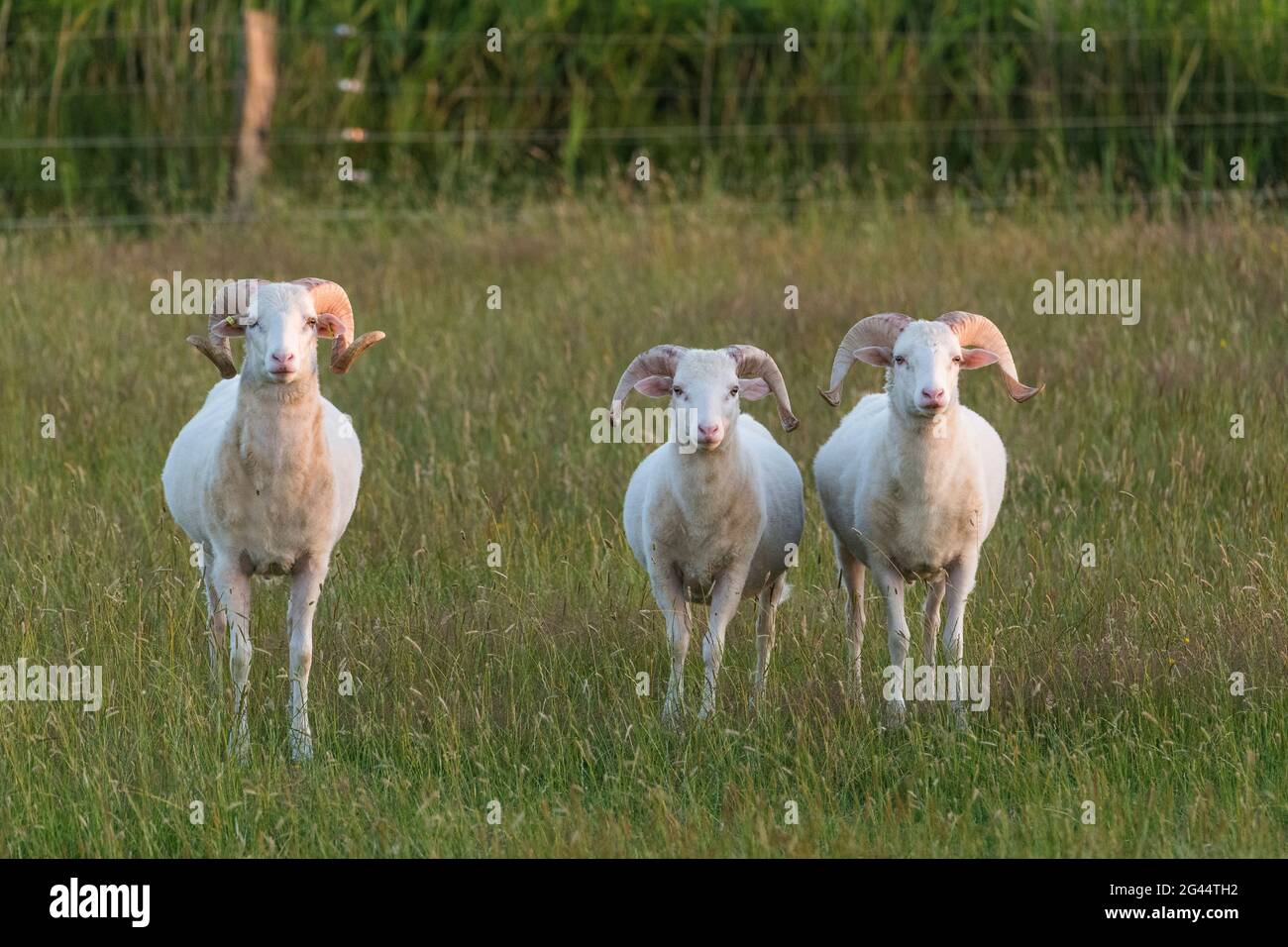 Tre pecore cornate sui prati dell'isola di Foehr, Frisia del Nord, Germania Foto Stock