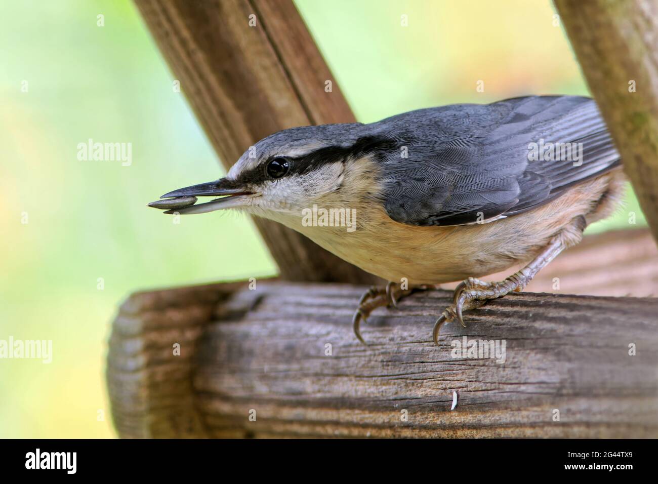 Nuthatch eurasiatico che alimenta semi di girasole Foto Stock