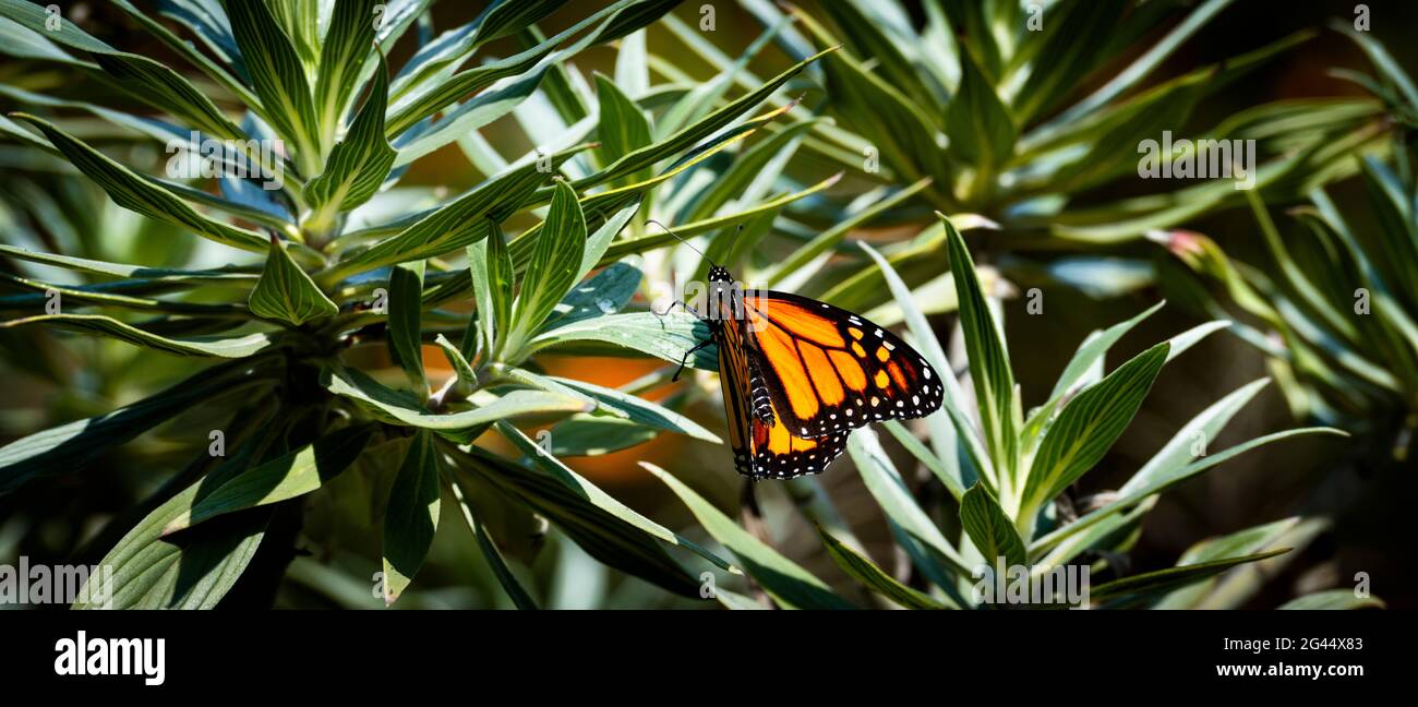Farfalla monarca (Danaus plexippus) che perching su foglia verde Foto Stock
