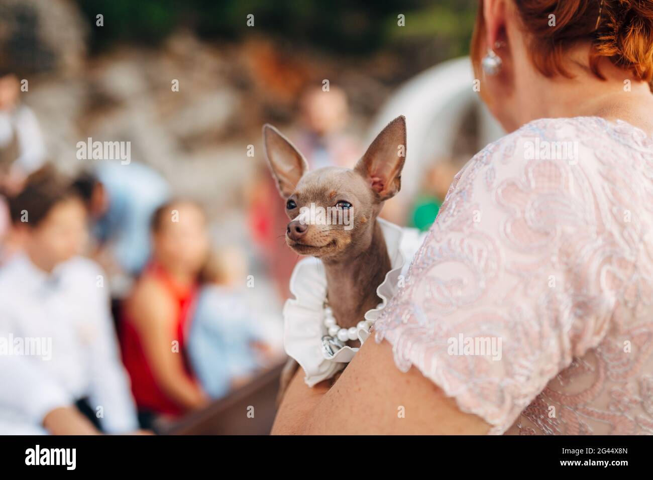 Un cane giocattolo terrier nelle mani del proprietario in un luogo affollato con una profondità di campo poco profonda. Foto Stock