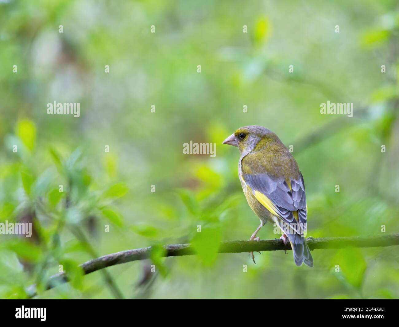 Verdella su un ramoscello Foto Stock