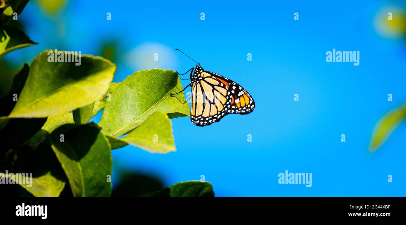 Farfalla monarca (Danaus plexippus) che perching su foglia verde Foto Stock